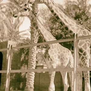Sudan Khartoum Khartoum Zoo Pair giraffes anticipate