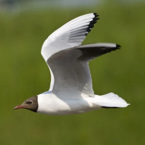 Summer plumage, Black-headed Gull in flight, Chroicocephalus ridibundus