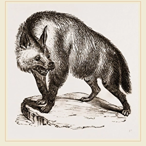 Villose Hyena