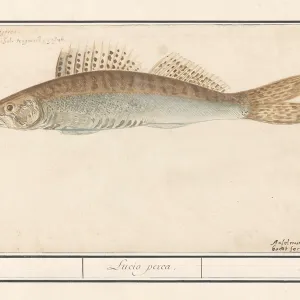 W Collection: Walleye