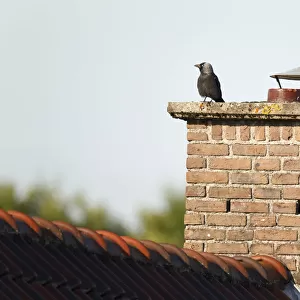 Western Jackdaw at the lookout near its nest in the chimney on the roof of a house, Coloeus monedula, Netherlands