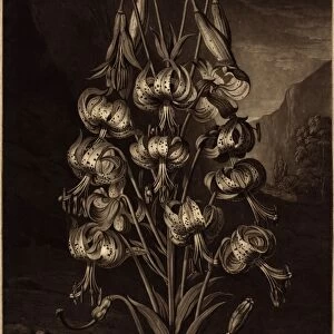 William Ward after Philip Reinagle (British, 1766 - 1826), The Superb Lily, 1799