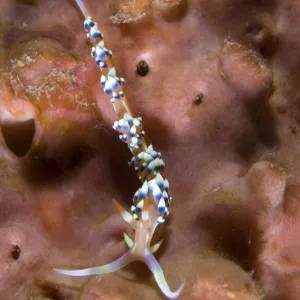 An Aeolid nudibranch on an orange sponge, Papua New Guinea