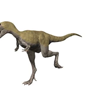 Albertosaurus is a theropod dinosaur from the Late Cretaceous period