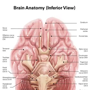 Anatomy of human brain, inferior view