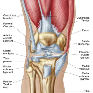 Anatomy of human knee joint