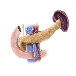 Anatomy of human pancreas