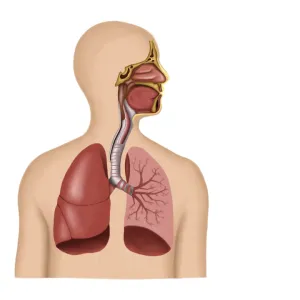 Anatomy of human respiratory system