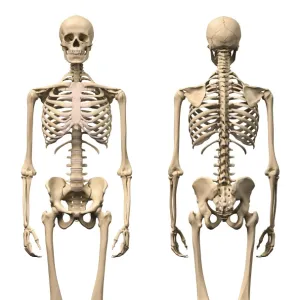 Anatomy of male human skeleton, front view and back view