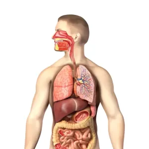 Anatomy of male respiratory system and internal organs