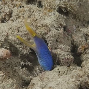 Blue ribbon eel with mouth wide open on a Fijian reef