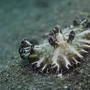 Borwn and white nudibranch, Lembeh Strait, Indonesia