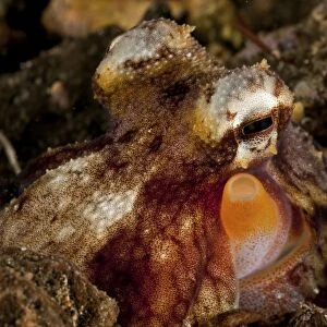 Brown, orange and white octopus