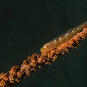 Close-up of a whip goby on whip coral, Lembeh Strait, Indonesia