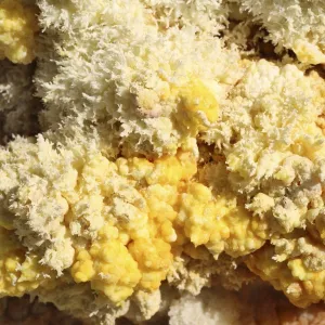 Close-up of yellow salt crystals in the Dallol geothermal area, Danakil Depression