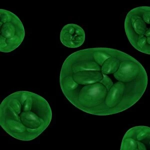 Conceptual image of chloroplast