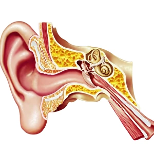 Cutaway diagram of human ear
