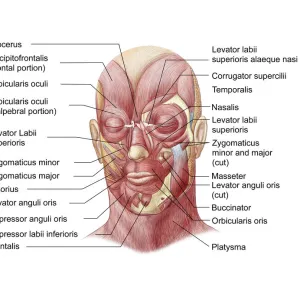 Facial muscles of the human face (with labels)