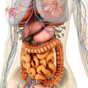 Female body showing digestive and circulatory system