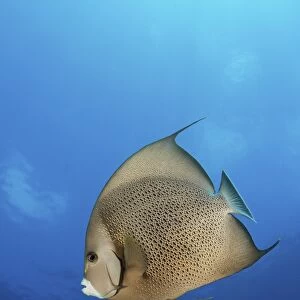 French angelfish, Jardines De La Reina, Cuba