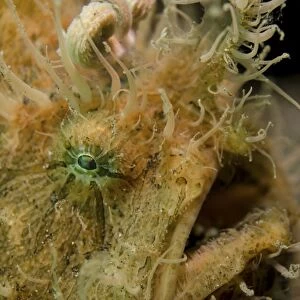 Hairy frogfish, Lembeh Strait, Indonesia