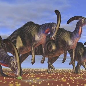 A herd of Parasaurolophus dinosaurs searching for vegetation