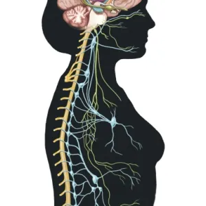 Human body showing autonomic nervous system and limbic system