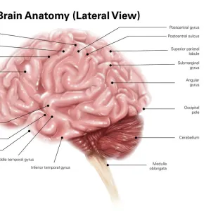 Human brain anatomy, lateral view