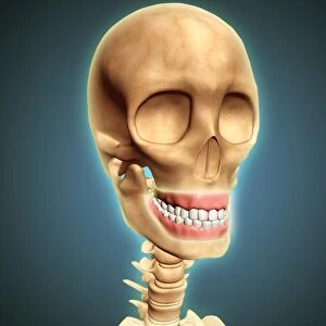 Human skeleton showing teeth and gums