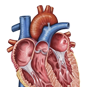 Interior of human heart