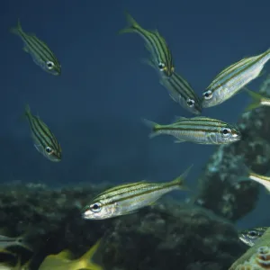 juvenile Yellow Striped Grunts