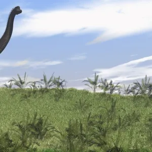 Large Brachiosaurus grazing in an open field