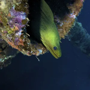 A large Green Moray eel within the Hilma Hooker shipwreck