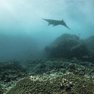 A manta ray swimming through a current-swept channel in Indonesia
