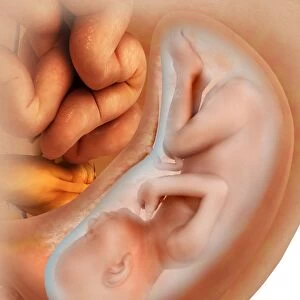 Medical illustration of fetus development at 36 weeks