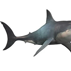 Megalodon shark, an enormous predator from the Cenozoic Era