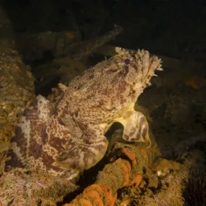 An oyster toadfish sitting inside the USS Indra shipwreck