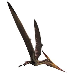 Pteranodon, a reptilian bird from the Late Cretaceous Period