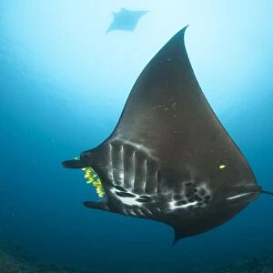 The reef manta ray with yellow pilot fish in front of its mouth