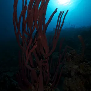 Rope sponge, Bonaire, Caribbean Netherlands