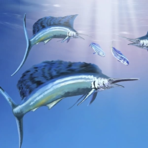 Three sailfish hunt for their prey