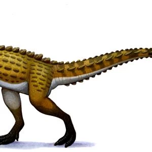 Scutellosaurus, an early Jurassic herbivore