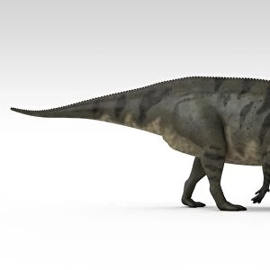 Shuangmiaosaurus dinosaur, white background