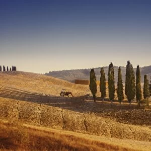 Small isle of cypress trees in a field in the evening, Tuscany, Italy