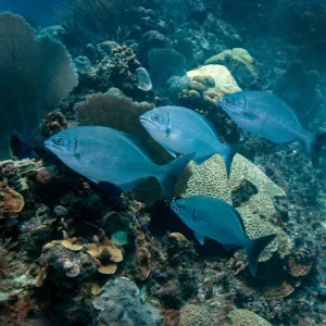 A small school of Bermuda Chub