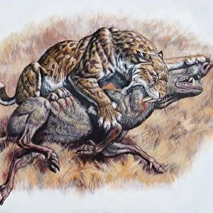 Smilodon (Dirk Sabertooth) killing a Platygonus