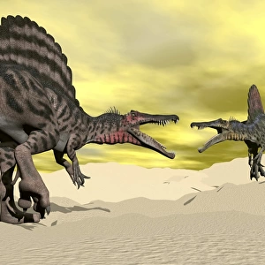 Two Spinosaurus dinosaur fighting in the desert