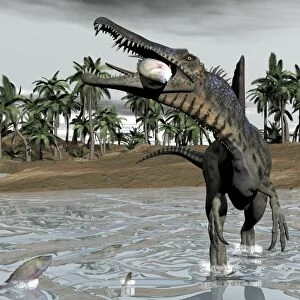 Spinosaurus dinosaur walking in water and feeding on fish
