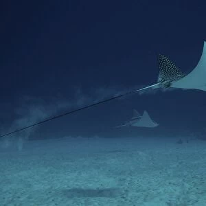 Spotted Eagle Rays glide effortlessly through the water