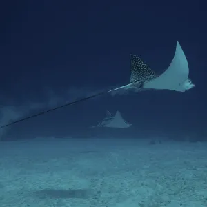 Spotted Eagle Rays glide effortlessly through the water